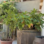 Gospodarstwo wiejskie Hisa Bzga - Skocjan Caves